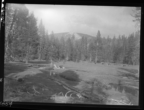 Meadow studies, stream bank conditions, feed very short, willows eaten to stubs, soil is moraine gravel. remarks: Figure 50 Armstrong Report. Grazing, Misc. Meadows