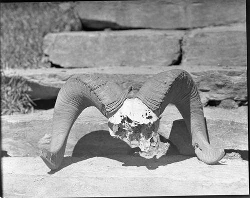 Misc. Mammals, Bighorn Sheep horns and skull