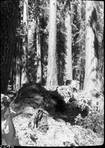 Fallen Giant Sequoias, Giant sequoia with fell near the Founders Group on August 22,1953