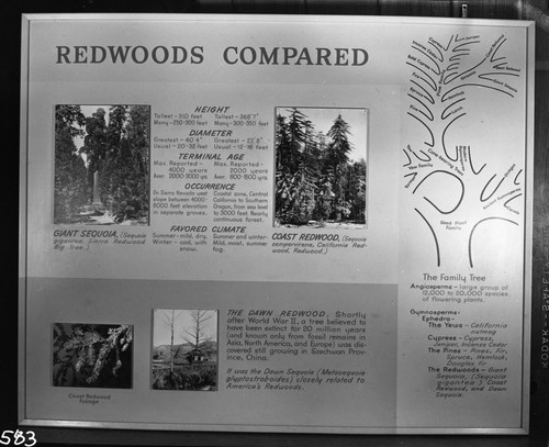 Exhibits, "Redwoods Compared", Visitor Center