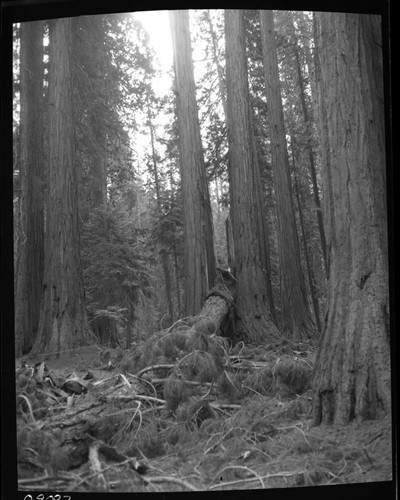 Hazard Trees, No. 47 fell Aug. 9 at 0945 am striking tree No. 41 at Hazelwood picnic area