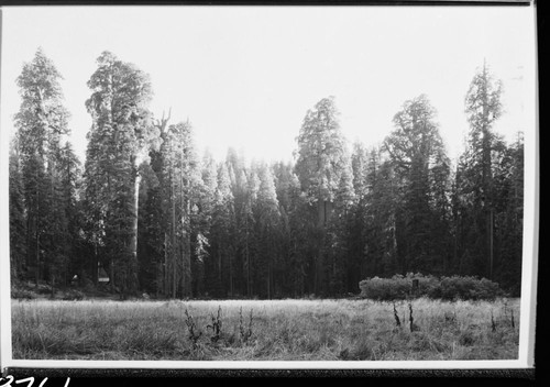 Misc. Meadows, Round Meadow, Giant Sequoias