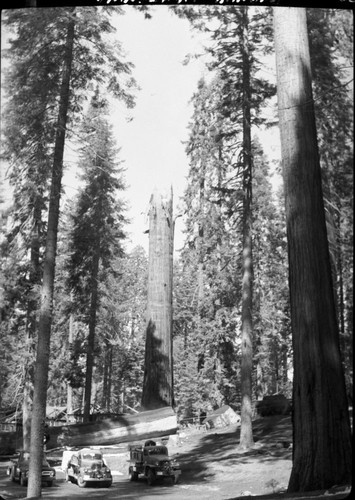 Fallen Giant Sequoias, Lightning struck sequoia, last days of fire