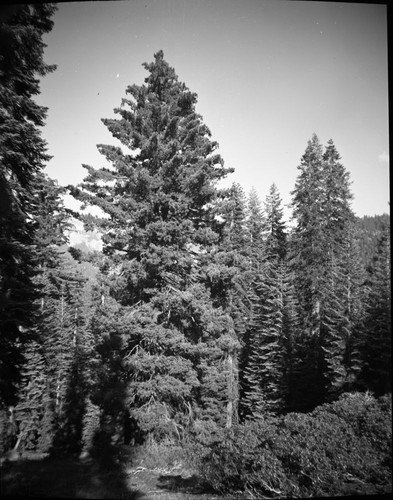 Sugar PIne. Mixed Coniferous Forest Plant Community