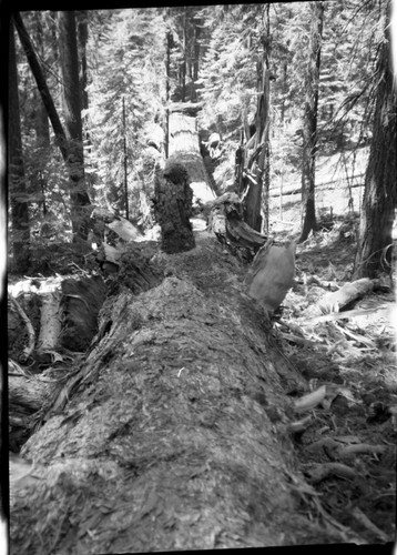 Fallen Giant Sequoias, Fallen sequoia along Congress Trail