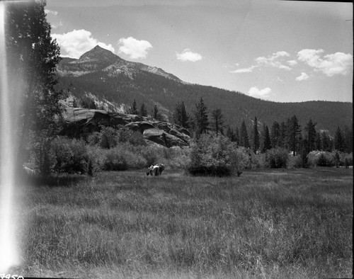 Blayney Meadows, Sierra National Forest, Meadow Studies, lower of the Double Meadows showing luxuriant, through coarse, feed. Field notebook pg 1112. Misc. Mountains, Ward Mountain