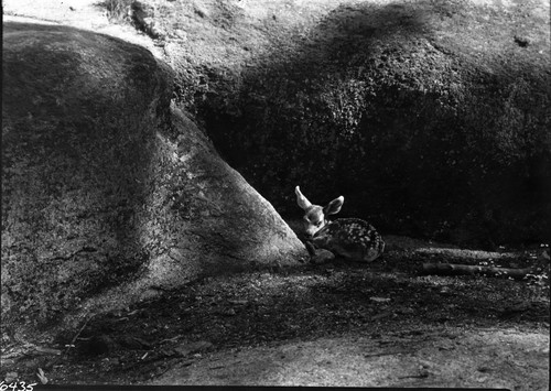 Deer, Mule Deer fawn hiding in niche in granite