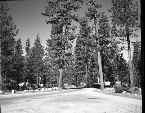 Camping, Lodgepole Campground