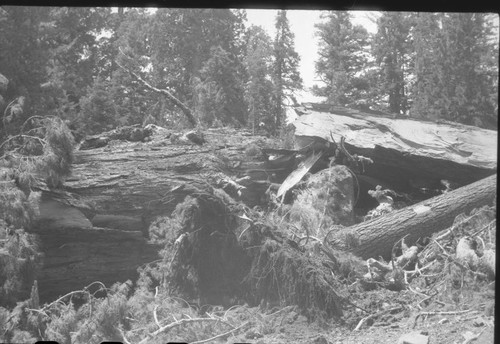 Buttress Tree, Just after it fell