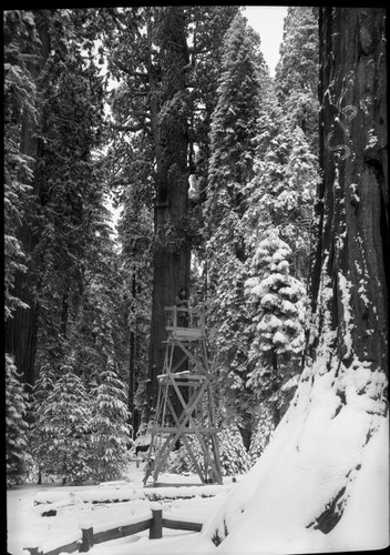 General Sherman Tree, showing tower built for B. Anthony Stewart of National Geographic Society to Photograph tree