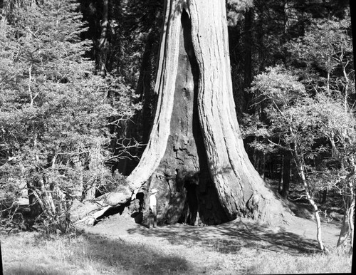 Giant Sequoias, Sequoia at Crescent Meadow. Individuals Unidentified