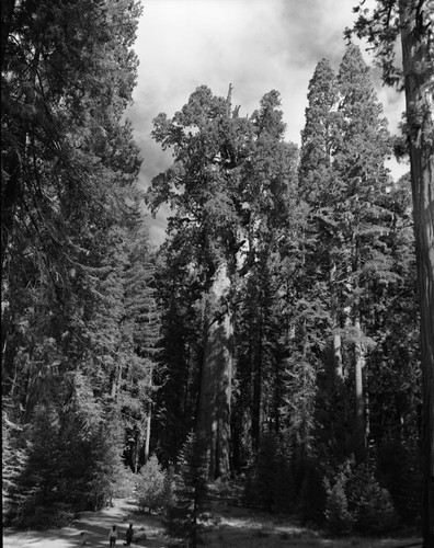 General Sherman Tree, full