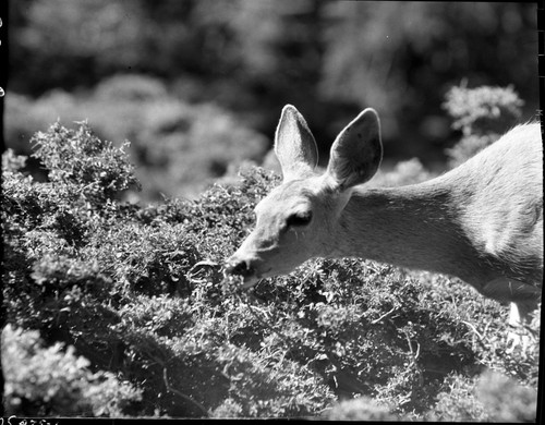 Deer, Deer browsing on snow brush