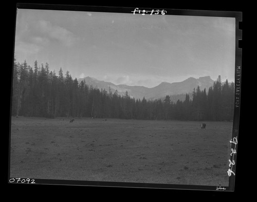 Meadow studies, looking south from middle. Grazing