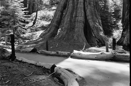 General Grant Tree, Maintenance Activities, area around tree prior to work projects (filling in around base). Misc. Resource Management Concerns