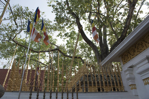 Sri Mahā Bodhi shrine; Bodhi Tree