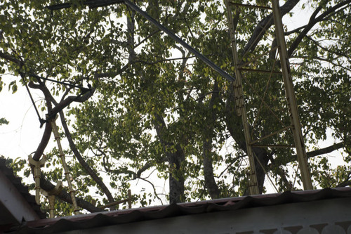 Sri Mahā Bodhi shrine; Bodhi Tree