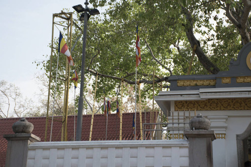 Sri Mahā Bodhi shrine; Sacred Bodhi tree