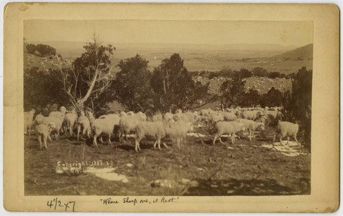 Flocks of sheep