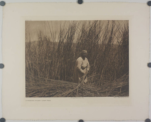 Gathering tules, Lake Pomo