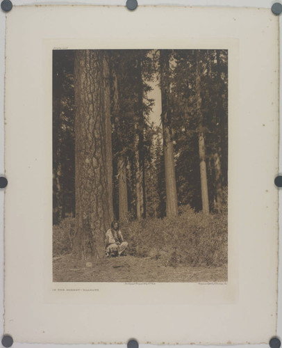 In the forest, Klamath