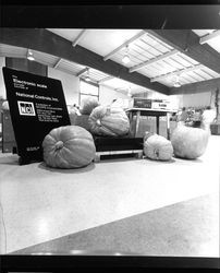 Pumpkins at Harvest Festival weighed on electronic scale provided by National Controls, Santa Rosa, California, October 3, 1981