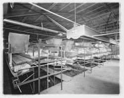 Chickens in cages at Redwood Ranch, Windsor, California, 1964