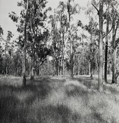 Eucalyptus trees at Annadel Farms, Santa Rosa, California, June 8, 1971