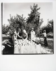 Picking apples at Twin Hill Apple Ranch, Sebastopol, California, 1978