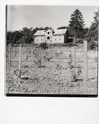 Far Niente Winery, Oakville, California, 1972