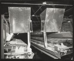 Chickens in cages at Redwood Ranch, Windsor, California, 1964