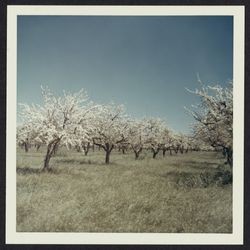 Prune orchard, Healdsburg, California, 1970