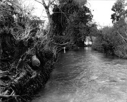 Santa Rosa Creek at flood stage, Santa Rosa, California, 1963