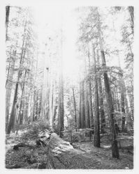 Redwood grove at Armstrong State Park, Guerneville, California, 1957