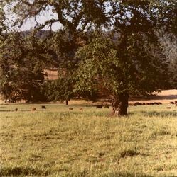 Catttle in field in unidentified southern Sonoma County, California location, 1970