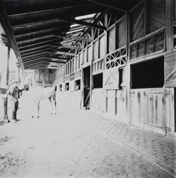 Stables and horses at Wikiup Rancho Estates, Santa Rosa, California, November 6, 1969