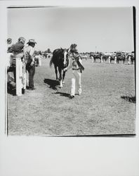 Showing horses at the Sonoma Marin Fair, Petaluma, California, 1978