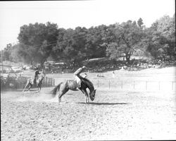 Rodeo at Palamino Lakes