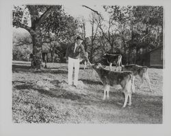 Future Farmers of America members with their cattle, Santa Rosa, California, 1959