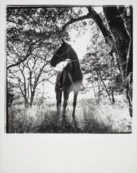 Horseback riding at Annadel State Park, Santa Rosa, California, 1971