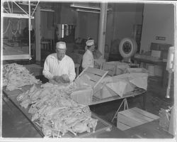 Chicken fryer boxing line at the California Poultry, Incorporated, Fulton, California, 1958