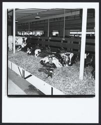 Cow barn at the Sonoma-Marin Fair, Petaluma, California, 1978