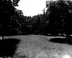 Oak trees and meadows at Oakmont before building began, Santa Rosa, California, 1962