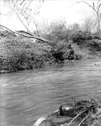 Santa Rosa Creek at flood stage, Santa Rosa, California, 1963