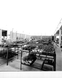 Garden shop at K-Mart discount department store on opening day, Santa Rosa, California, 1970