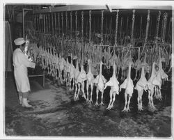 Workers and chicken carcasses at the California Poultry, Incorporated, Fulton, California, 1958