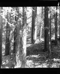 Views among the redwood trees at Annadel Farms, Santa Rosa, California, November 20, 1964