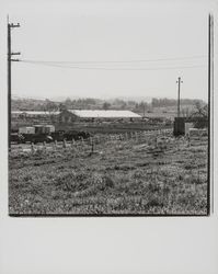 Wickes Lumber, Petaluma, California, 1977