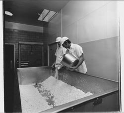 Cheese making at the Sonoma Cheese Factory, Sonoma, California, 1972