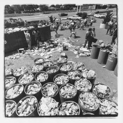 Metal can barrels at the Recycling Center, Santa Rosa, California, 1971